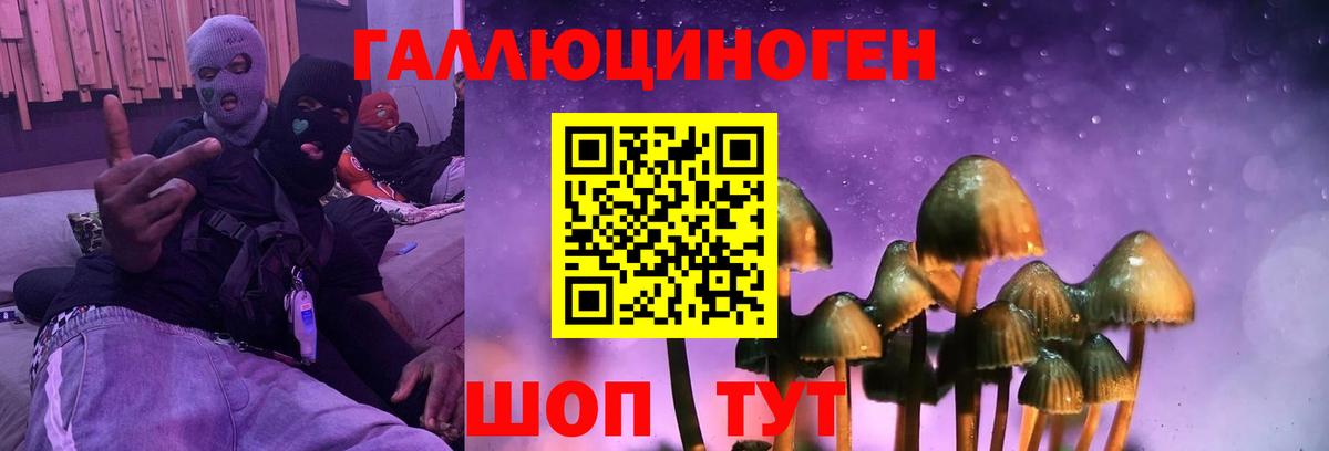 Псилоцибиновые грибы Psilocybe Елизово